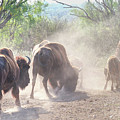Dusty Bison 2