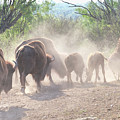 Dusty Bison