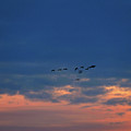 morning migration