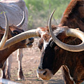 Texas longhorn